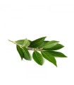 HIERBAS AROMATICAS LAUREL BL50GRxUN